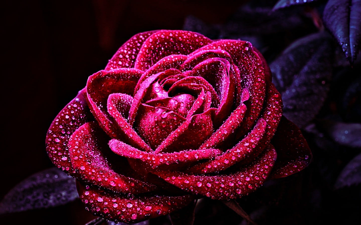 red rose flower, flowers, nature, macro, rose