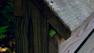 green frog, frog, wood, nature HD wallpaper