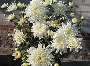white Mums flower
