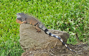 brown and white iguana on brown rock