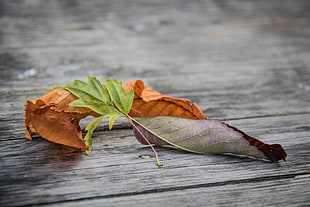 shallow focus photography of brown and green leaves