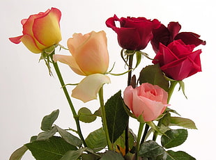 photo of red, pink, and yellow roses