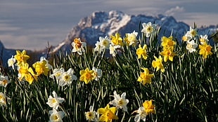 white and yellow flower on grass and mountain alp at distance HD wallpaper