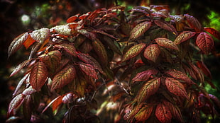 maroon and pink leaf plant
