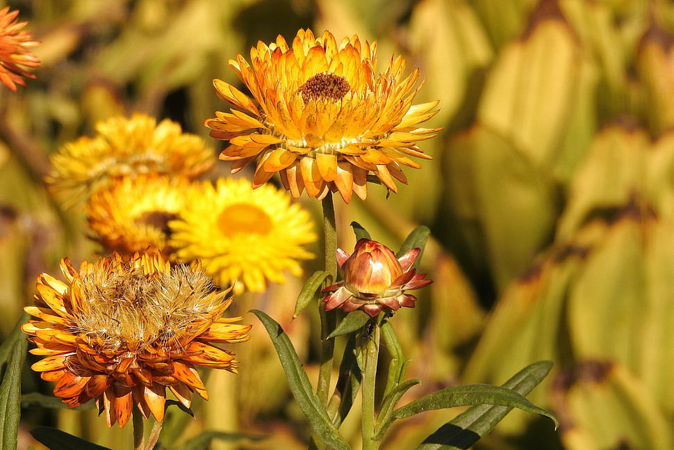 tilt lens photography of sunflowers HD wallpaper