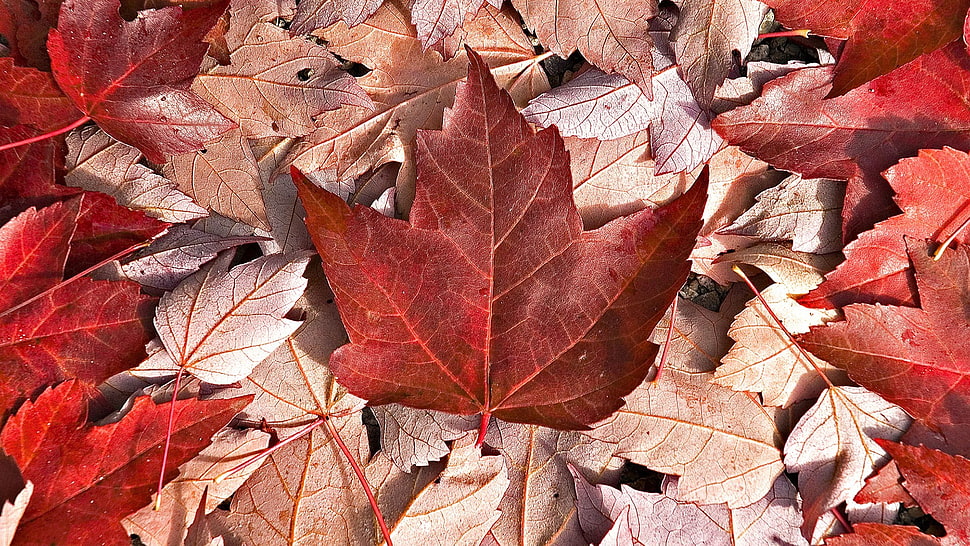red maple leaves, Canada HD wallpaper