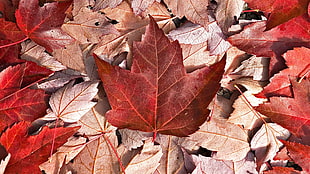 red maple leaves, Canada