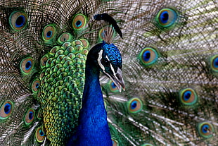 close-up photo of Peacock, pavo cristatus