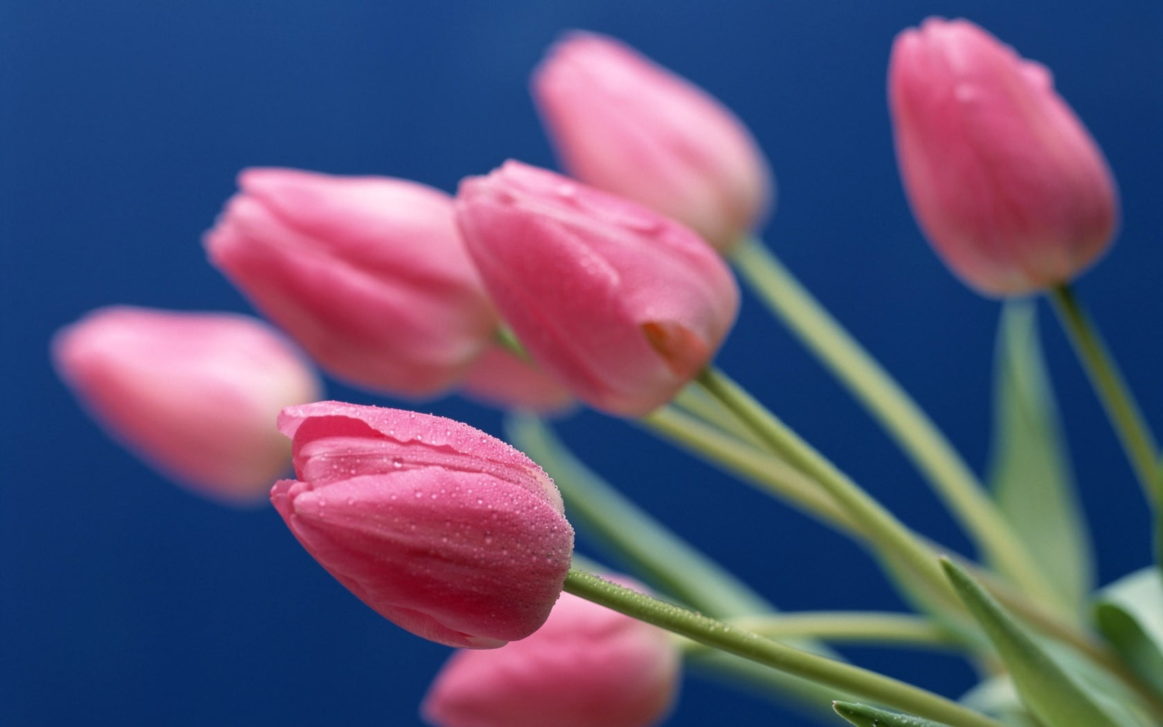 Focus photography of pink tulips HD wallpaper | Wallpaper Flare