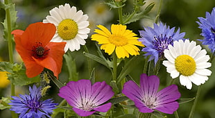 assorted white, purple, yellow, and red flowers close-up photography