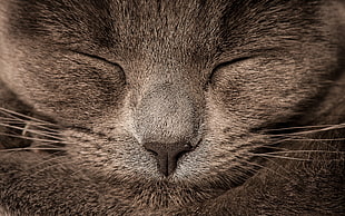 face of silver Tabby cat HD wallpaper