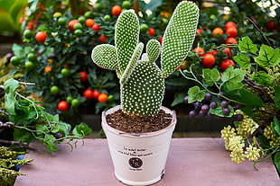 cactus and white pot