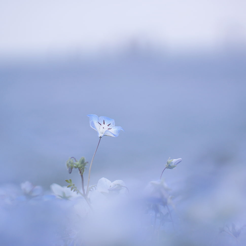 white-and-blue petaled flower blooms at daytime, baby blue eyes HD wallpaper