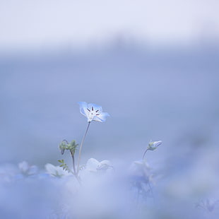 white-and-blue petaled flower blooms at daytime, baby blue eyes