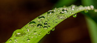 water drops on leaf photography HD wallpaper