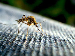 brown and black mosquito on gray textile