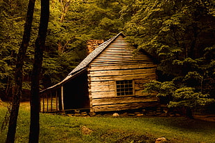 photography of wooden house