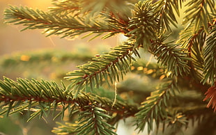 green pine tree HD wallpaper