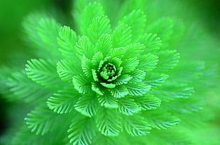 green leafed plant, flowers, green HD wallpaper