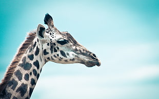 tilt shift lens photography of giraffe