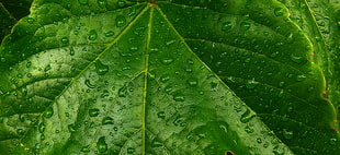 green leaf close up photo HD wallpaper