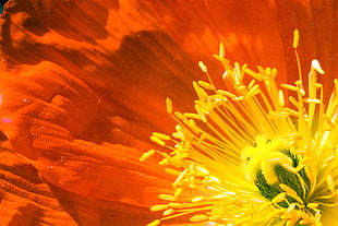 close-up photo of orange flower with yellow pollens HD wallpaper