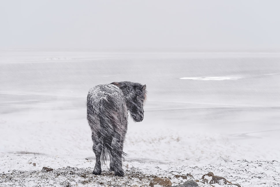 black horse, cold, winter, landscape, snow HD wallpaper