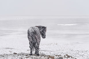 black horse, cold, winter, landscape, snow