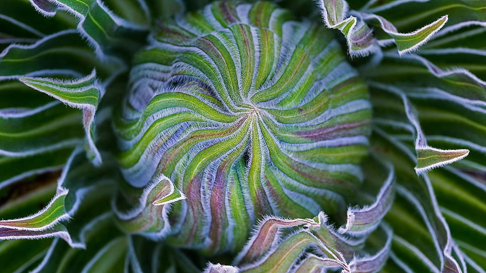green, red, and black textile, macro, plants HD wallpaper