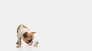 white and tan French bulldog puppy