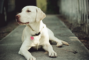 white short-coated dog wearing black leash