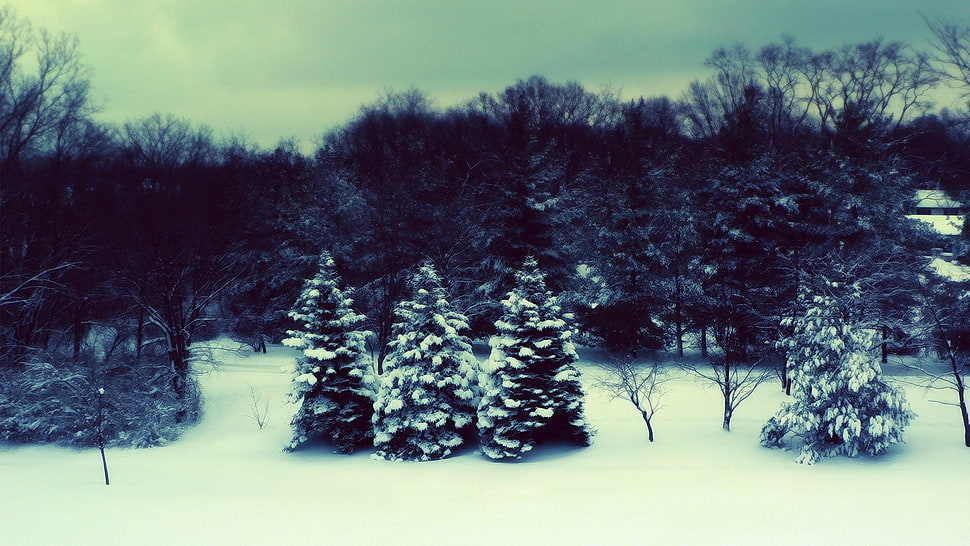 snow covered on forest, winter, snow, trees HD wallpaper