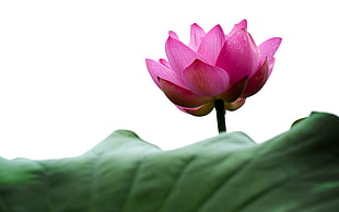 closeup photo of pink lotus flower HD wallpaper