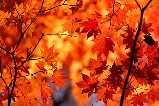 shallow focus photography of orange leaved tree HD wallpaper