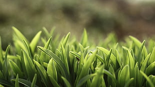 closeup photo of green grass