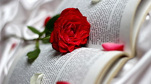 red rose, books, flowers, rose HD wallpaper