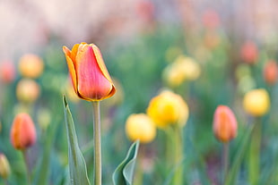 selective focus of yellow and red Tulip flower, tulips HD wallpaper