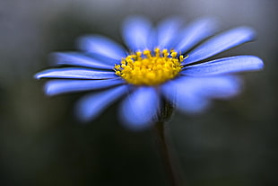 closeup photography of blue petaled flower