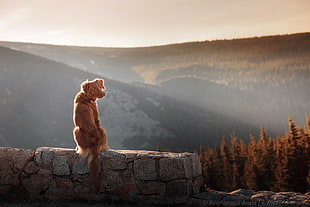 brown dog sitting on gray concrete bench HD wallpaper