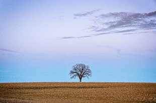 dead tree landscape photograph, lone tree