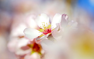 close up photo of white petaled flower HD wallpaper