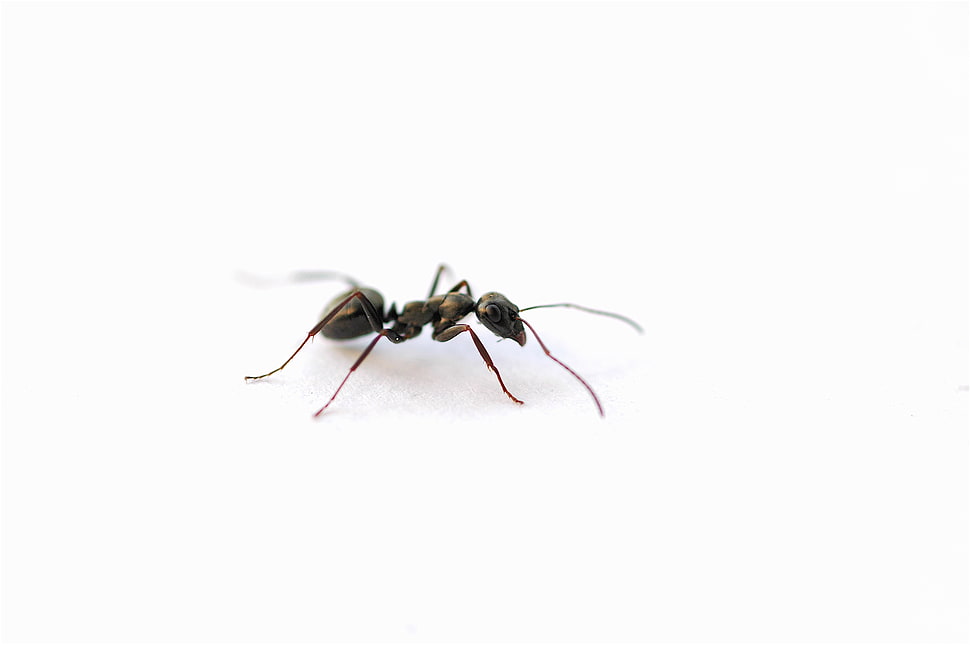 black ant HD wallpaper