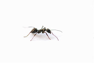 black ant HD wallpaper