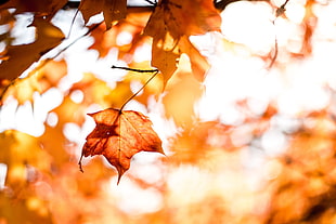selective focus photography of orange maple leaf HD wallpaper