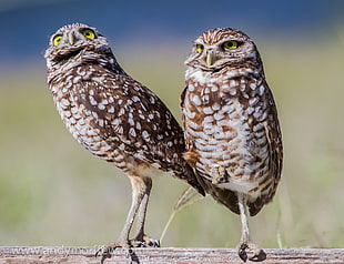 close up photo of two Owls