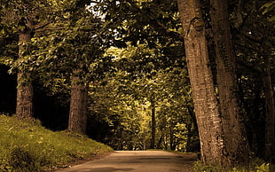 brown road between large trees during daytime