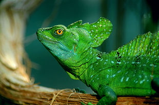 green lizard reptile HD wallpaper