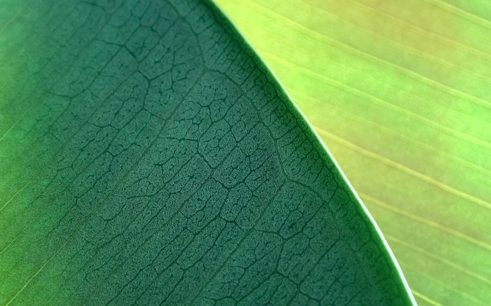 nature HD wallpaper