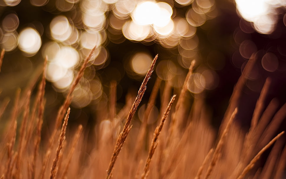 brown light bokeh HD wallpaper