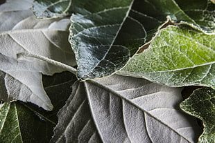 close-up photo of green leaves
